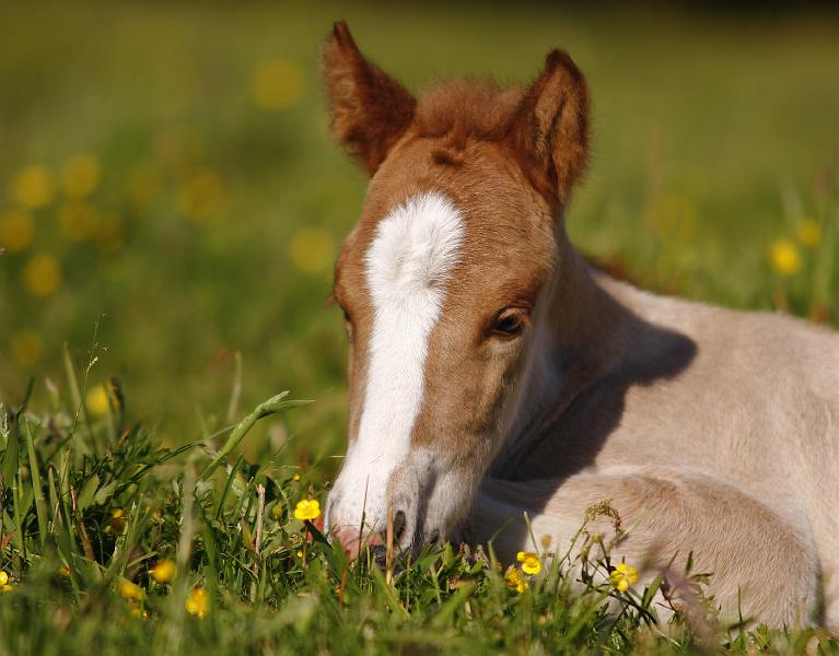 Gabriel von Heidmoor 2 Tage alt (6).jpg